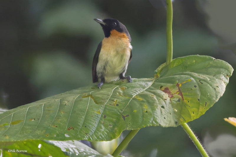 Moluccan Monarch