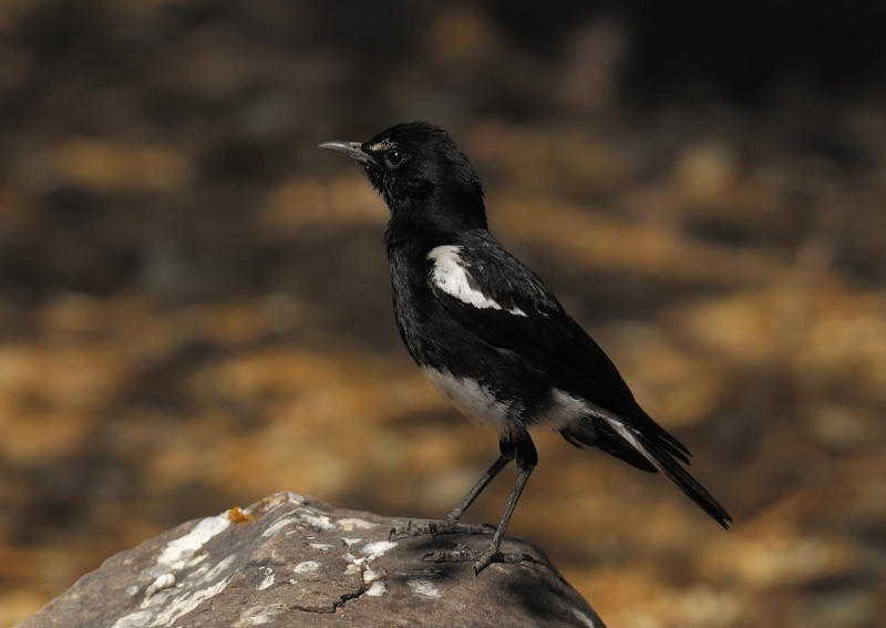 Mountain Chat