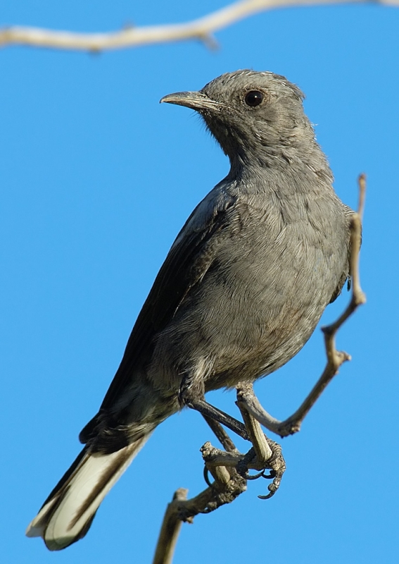 Mountain Chat