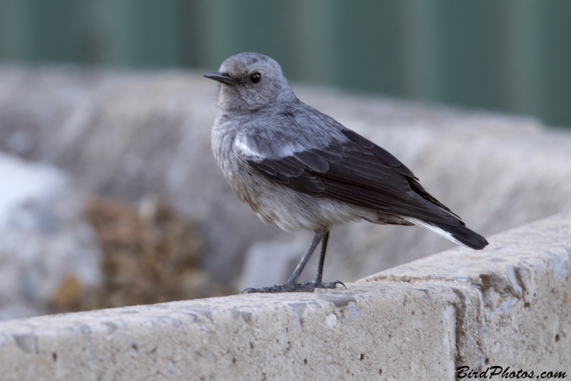 Mountain Chat