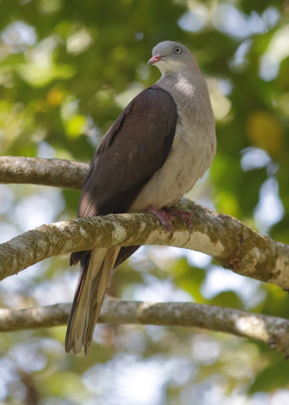 Mountain Imperial Pigeon