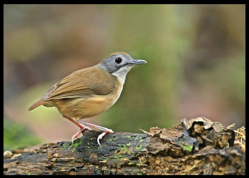 Mourning Babbler