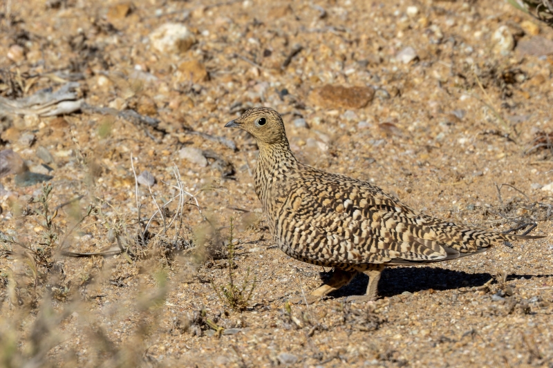 Namaqua Sandgrouse