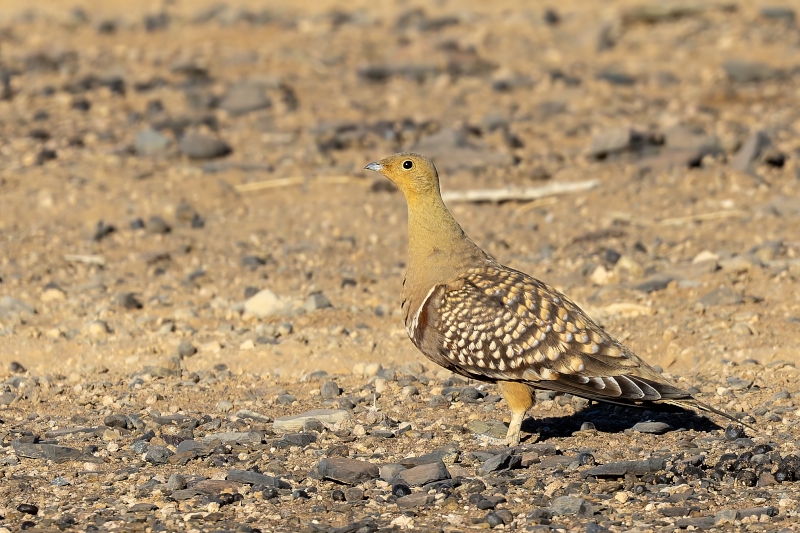 Namaqua Sandgrouse