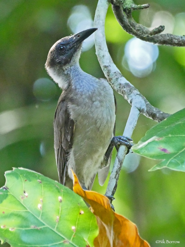 New Britain Friarbird