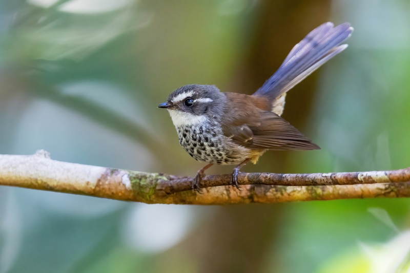 New Caledonian Streaked Fantail