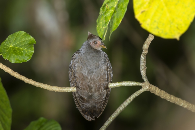 New Guinea Scrubfowl