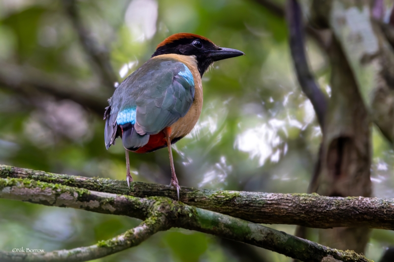 Noisy Pitta