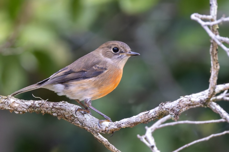 Norfolk Robin