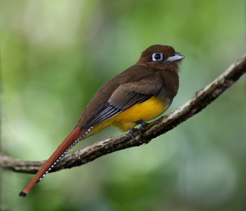 Northern Black-throated Trogon