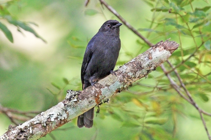 Northern Black Flycatcher