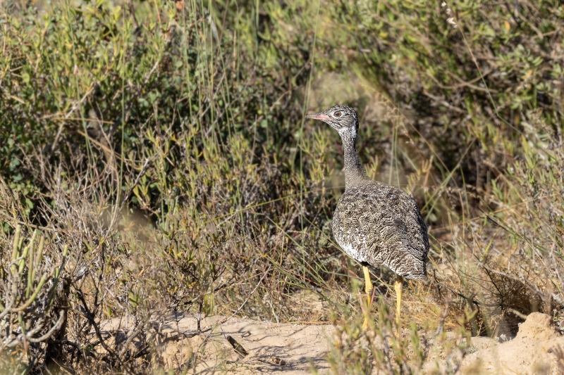 Northern Black Korhaan