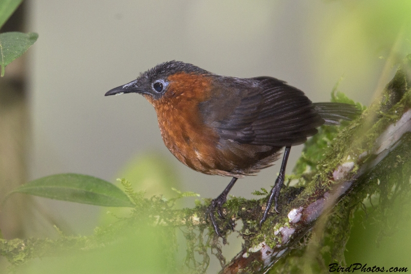 Northern Chestnut-breasted Wren