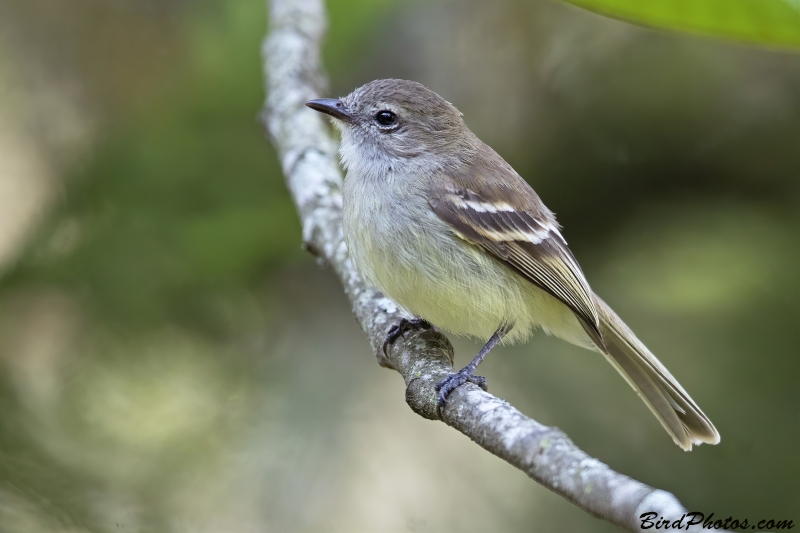 Northern Mouse-colored Tyrannulet