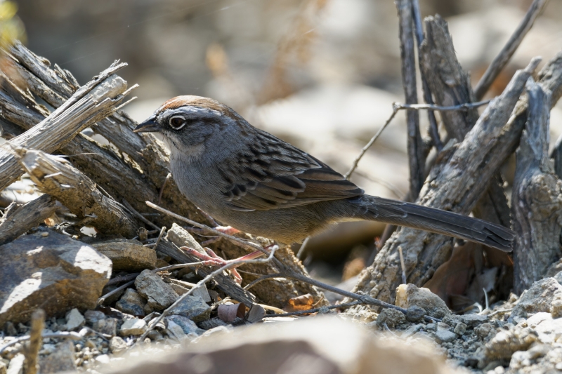 Oaxaca Sparrow