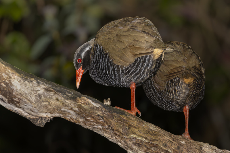 Okinawa Rail