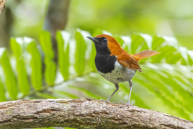 Okinawa Robin