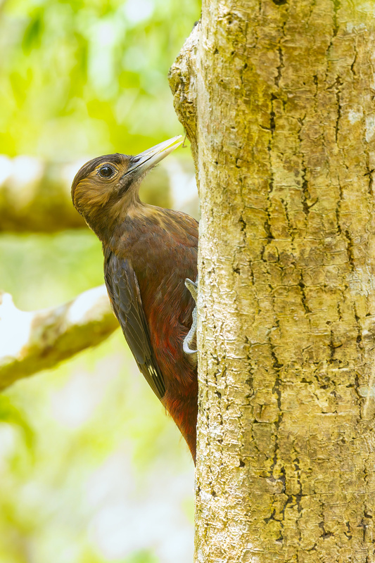 Okinawa Woodpecker