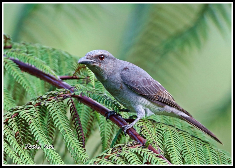 Oriental Cuckooshrike