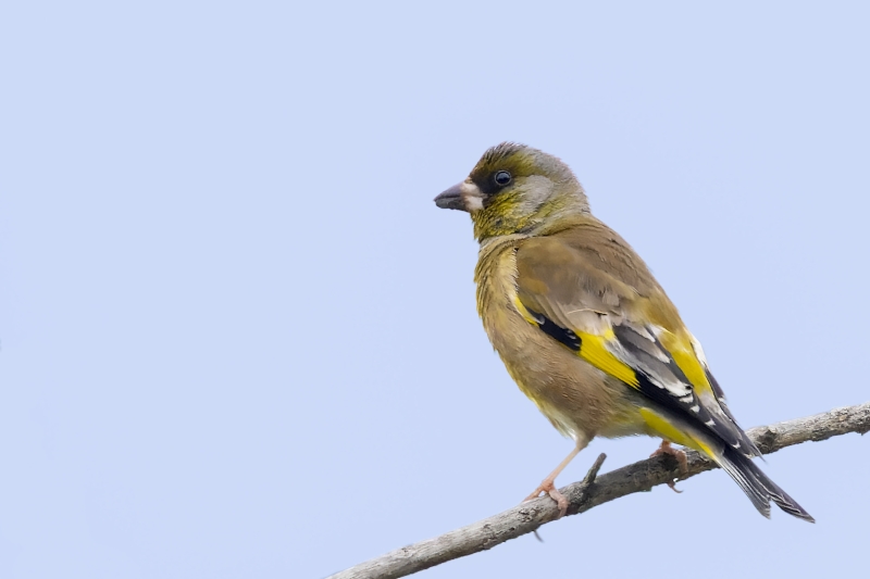 Oriental Greenfinch