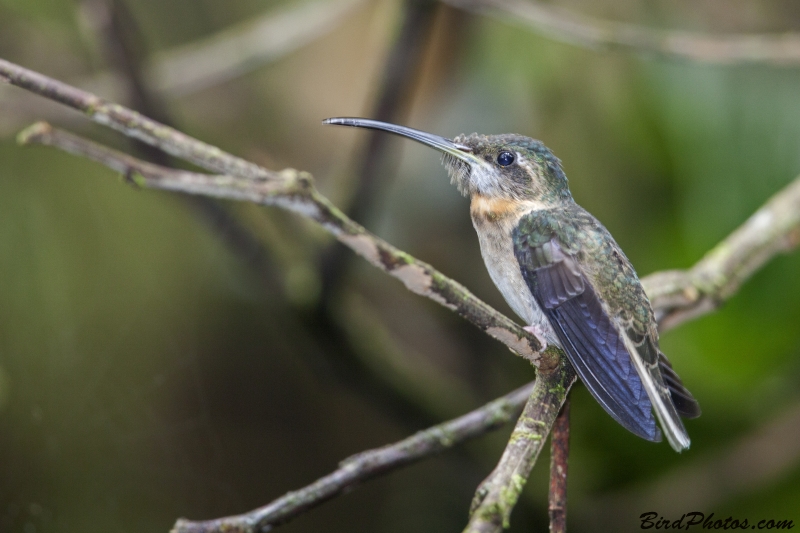 Pale-tailed Barbthroat