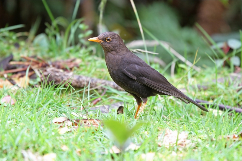 Papuan Island Thrush