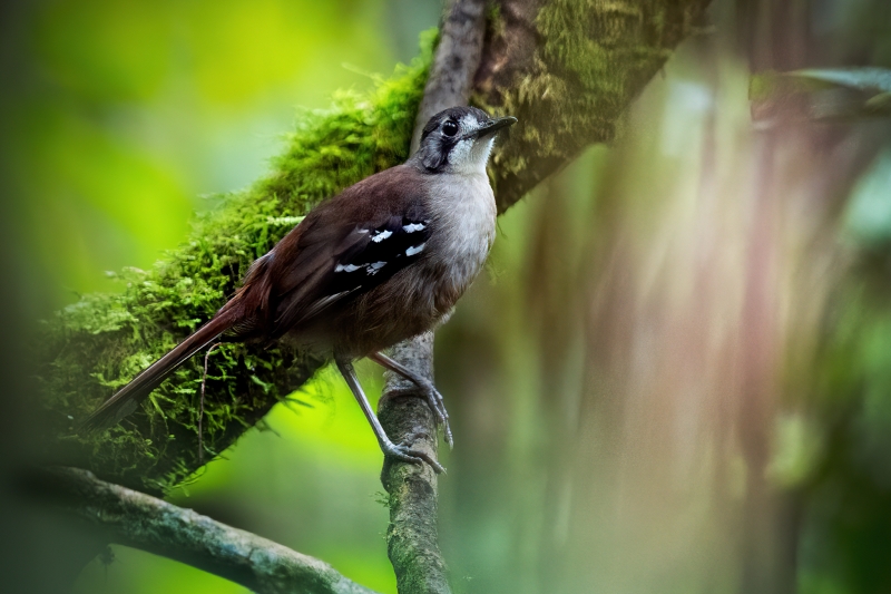 Papuan Scrub Robin