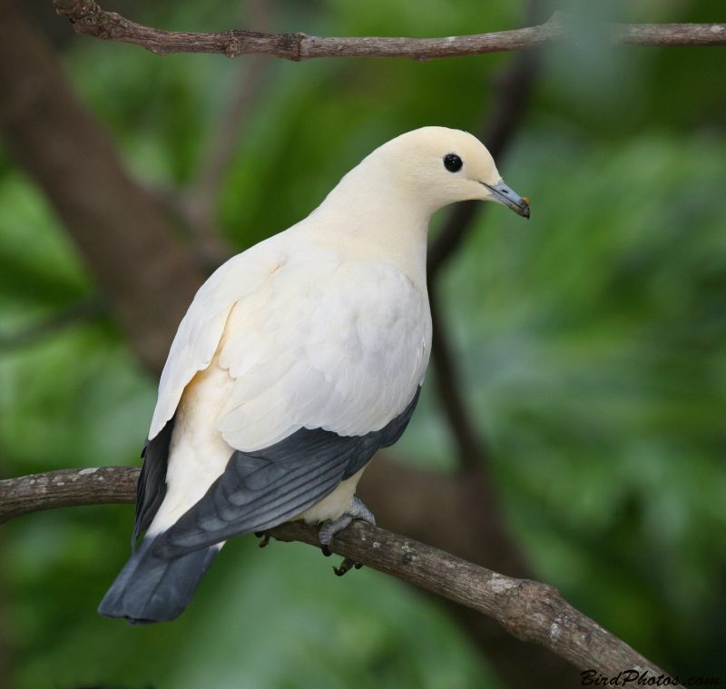 Pied Imperial Pigeon