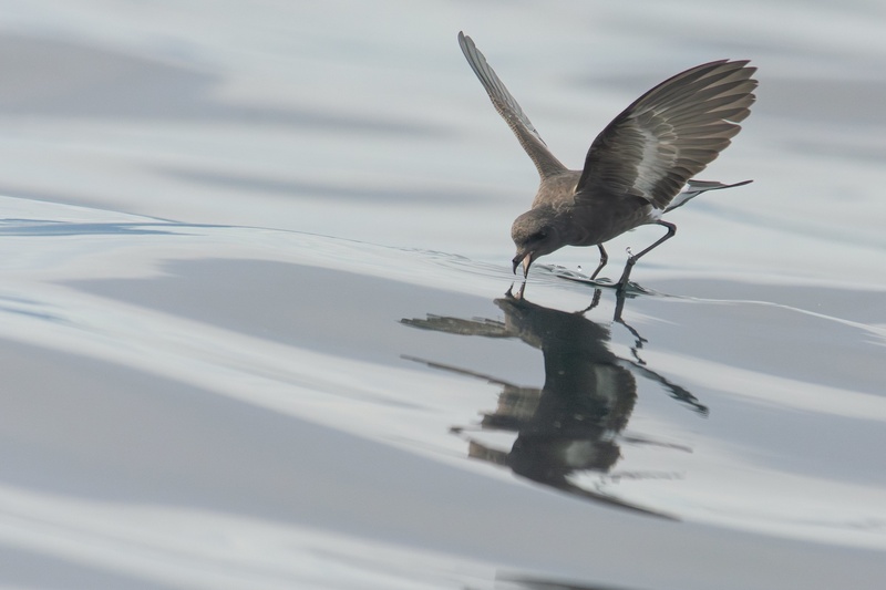 Pincoya Storm Petrel
