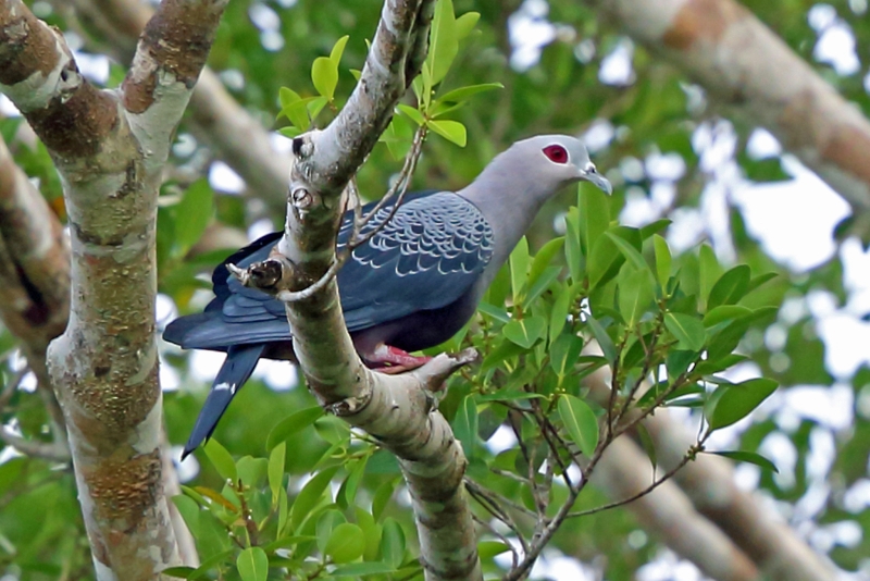 Pinon's Imperial Pigeon