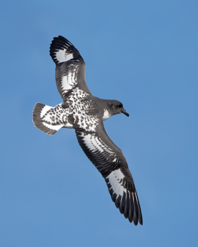 Pintado Petrel