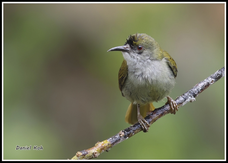 Plain Sunbird