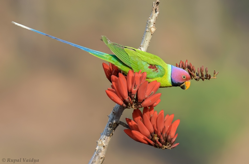 Plum-headed Parakeet