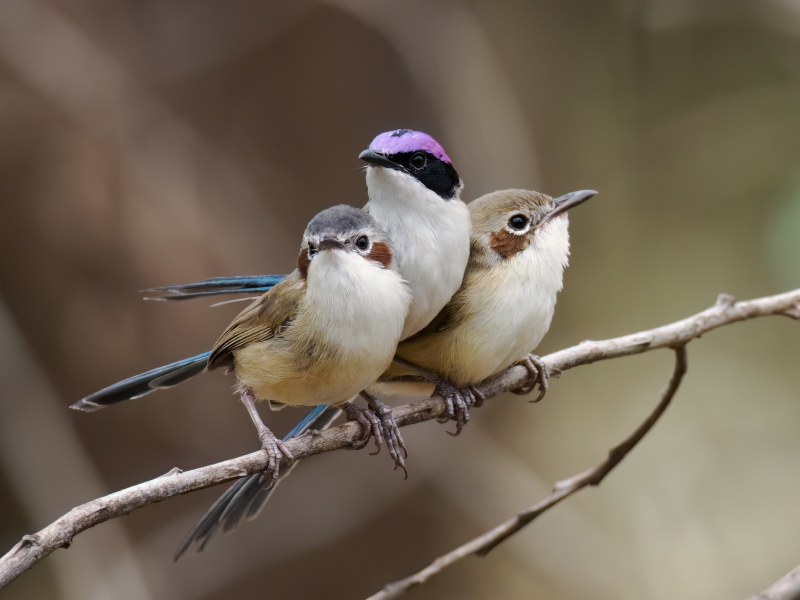 Purple-crowned Fairywren