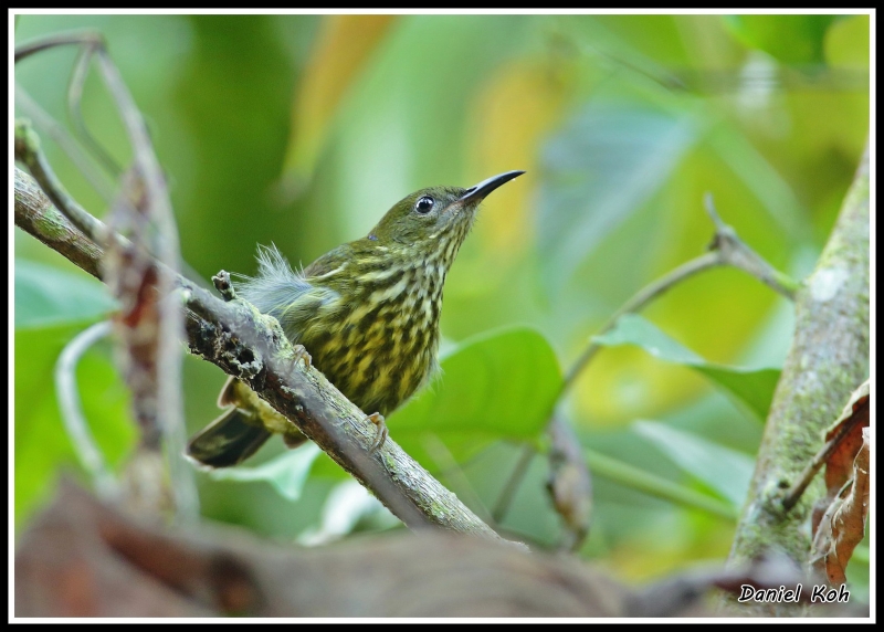 Purple-naped Spiderhunter