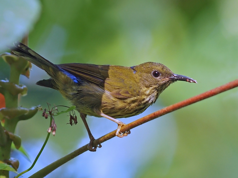 Purple-naped Spiderhunter