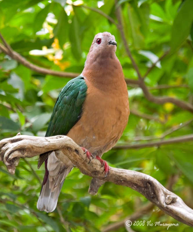 Purple-tailed Imperial Pigeon