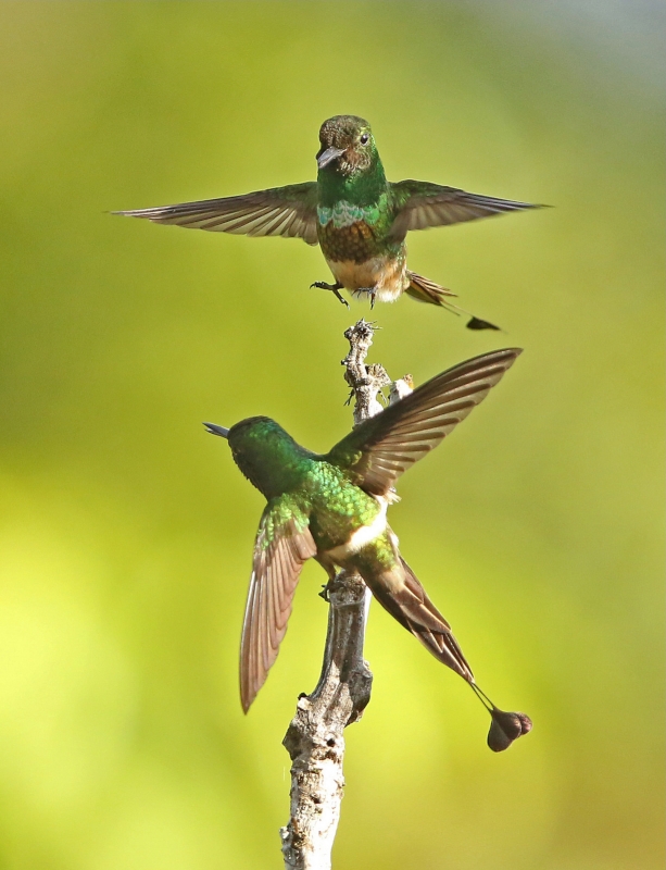 Racket-tipped Thorntail