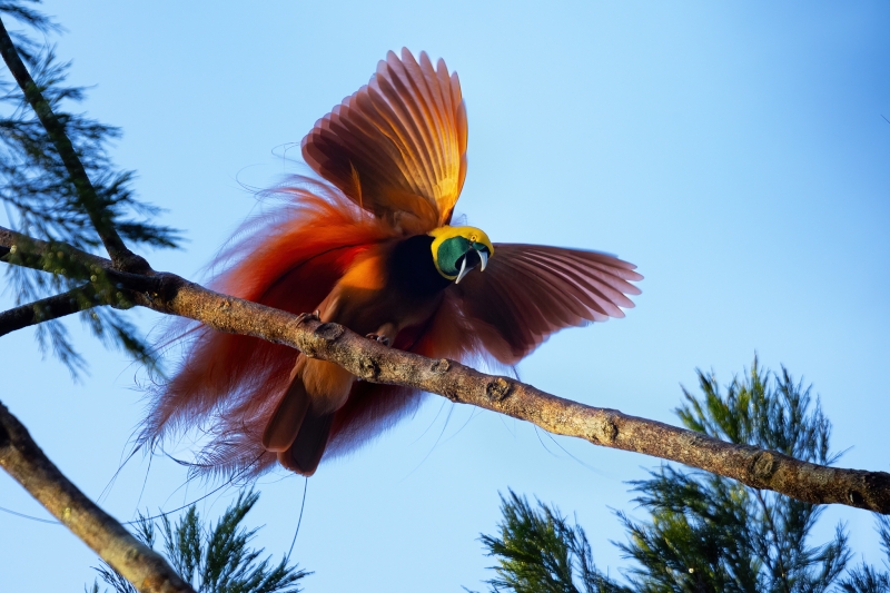 Raggiana Bird-of-paradise