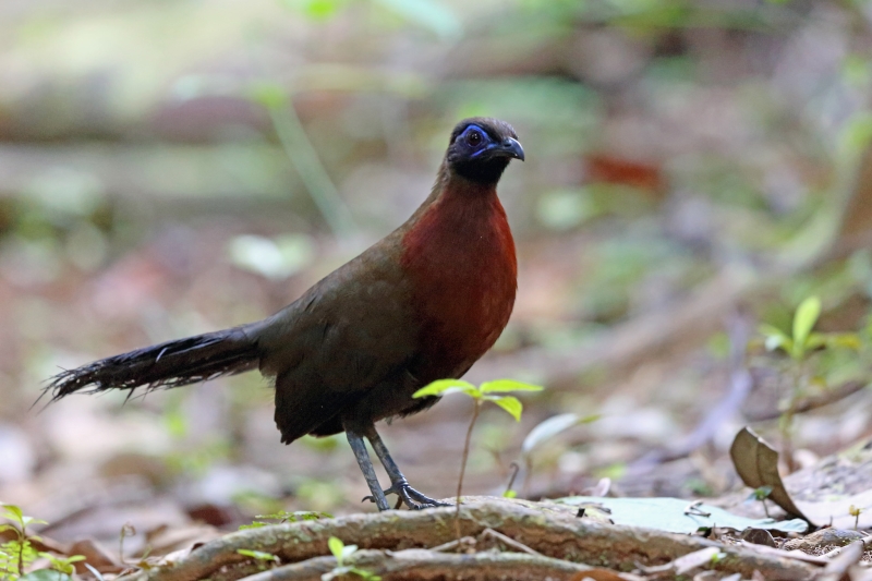 Red-breasted Coua