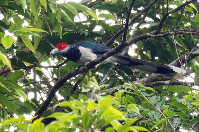 Red-faced Malkoha