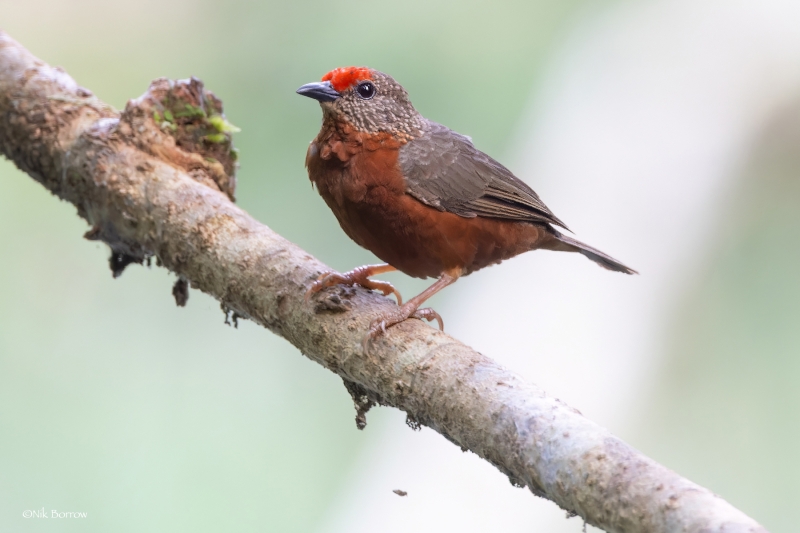 Red-fronted Antpecker