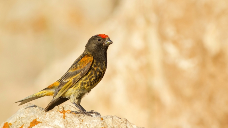 Red-fronted Serin