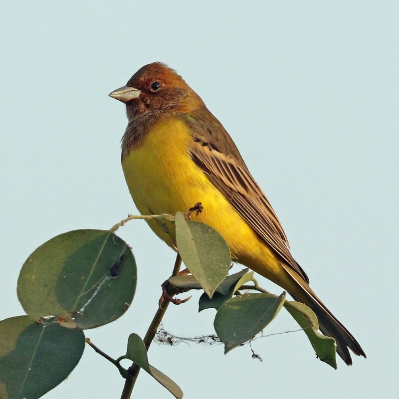 Red-headed Bunting