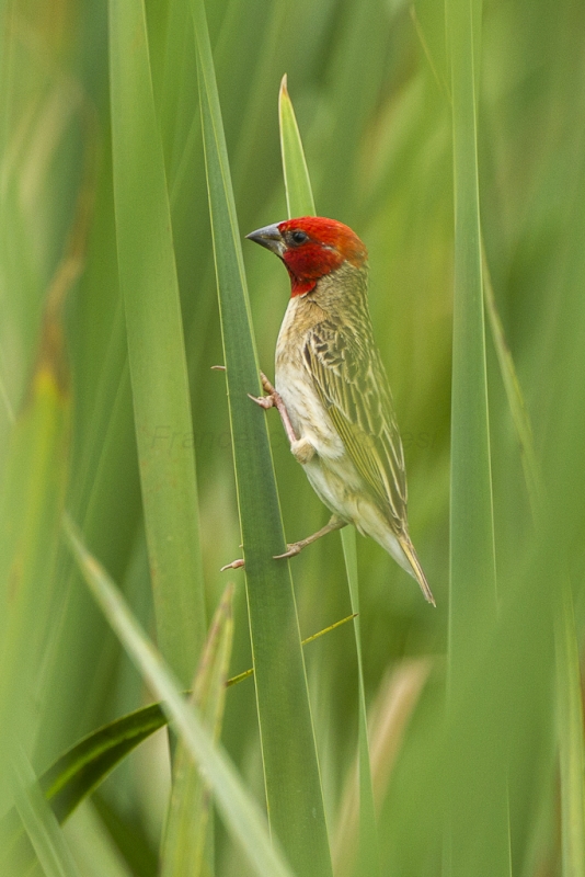 Red-headed Quelea