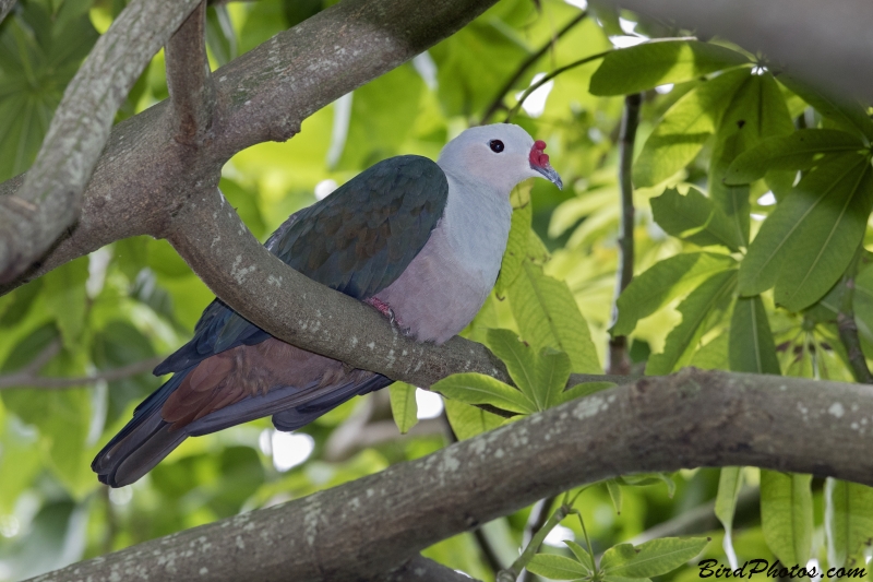 Red-knobbed Imperial Pigeon