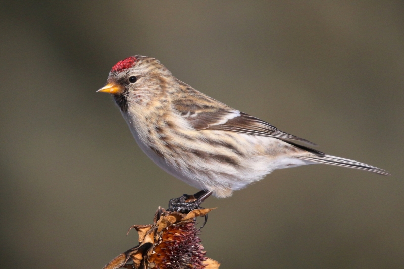 Redpoll