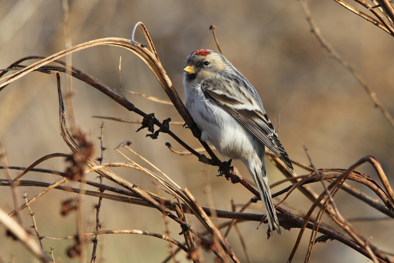 Redpoll