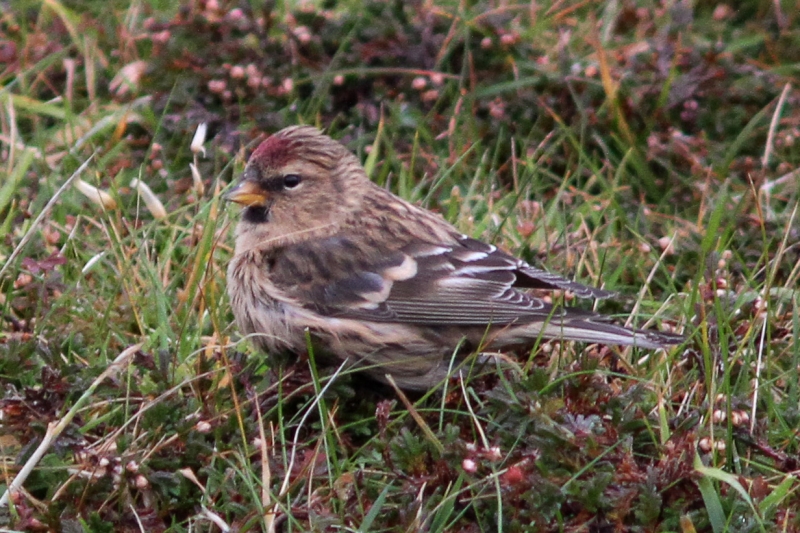 Redpoll