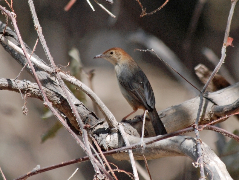 Rock-loving Cisticola